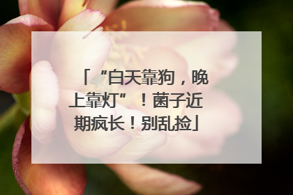 “白天靠狗，晚上靠灯”！菌子近期疯长！别乱捡