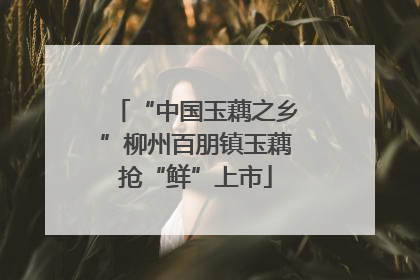 “中国玉藕之乡”柳州百朋镇玉藕抢“鲜”上市