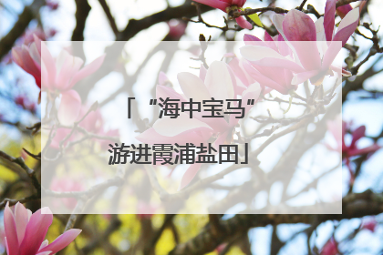 “海中宝马”游进霞浦盐田