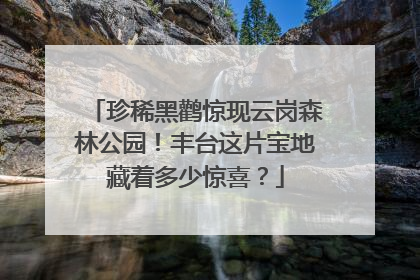 珍稀黑鹳惊现云岗森林公园！丰台这片宝地藏着多少惊喜？