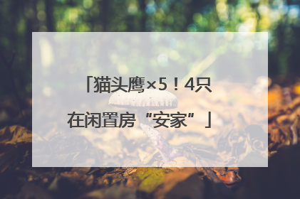 猫头鹰×5！4只在闲置房“安家”