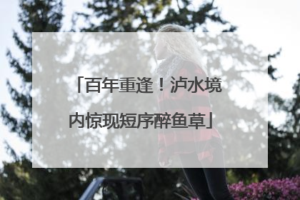 百年重逢！泸水境内惊现短序醉鱼草