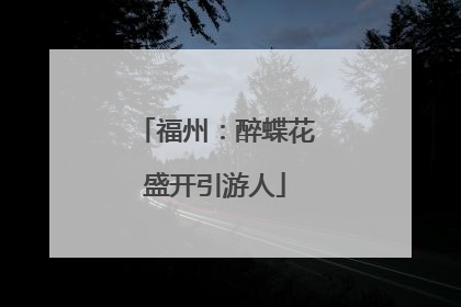 福州：醉蝶花盛开引游人