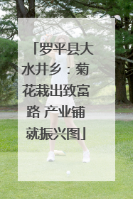 罗平县大水井乡：菊花栽出致富路 产业铺就振兴图