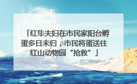 红隼夫妇在市民家阳台孵蛋多日未归，市民将蛋送往红山动物园“抢救”