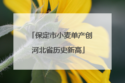 保定市小麦单产创河北省历史新高