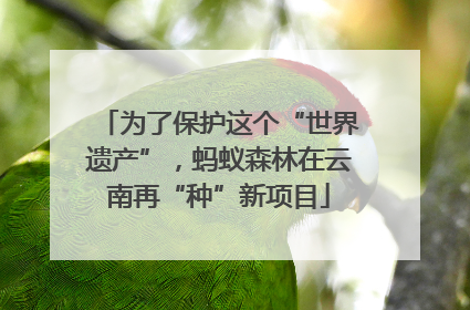 为了保护这个“世界遗产”，蚂蚁森林在云南再“种”新项目