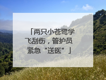 两只小苍鹭学飞刮伤，管护员紧急“送医”
