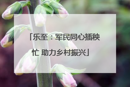 乐至：军民同心插秧忙 助力乡村振兴