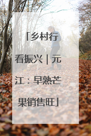 乡村行 看振兴｜元江：早熟芒果销售旺
