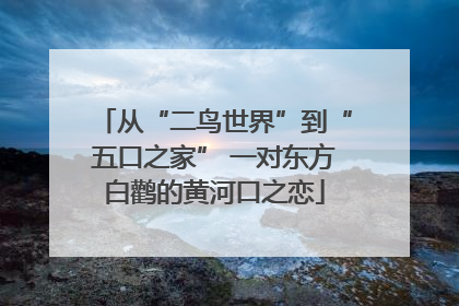 从“二鸟世界”到“五口之家” 一对东方白鹳的黄河口之恋