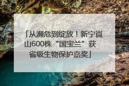 从濒危到绽放！新宁崀山600株“国宝兰”获省级生物保护嘉奖