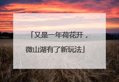 又是一年荷花开，微山湖有了新玩法