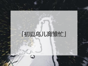 初夏鸟儿育雏忙