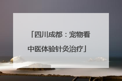 四川成都：宠物看中医体验针灸治疗
