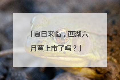 夏日来临，西湖六月黄上市了吗？