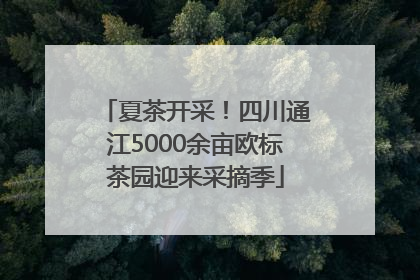 夏茶开采！四川通江5000余亩欧标茶园迎来采摘季
