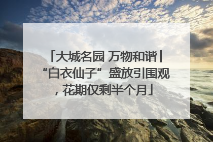 大城名园 万物和谐│“白衣仙子”盛放引围观，花期仅剩半个月