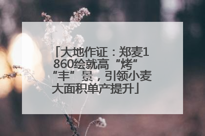 大地作证：郑麦1860绘就高“烤”“丰”景，引领小麦大面积单产提升