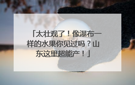太壮观了！像瀑布一样的水果你见过吗？山东这里超能产！