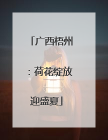 广西梧州：荷花绽放迎盛夏