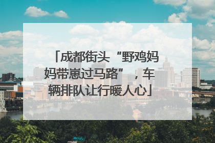成都街头“野鸡妈妈带崽过马路”，车辆排队让行暖人心