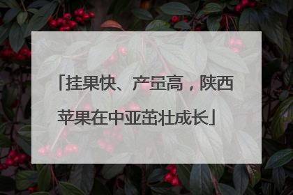 挂果快、产量高，陕西苹果在中亚茁壮成长
