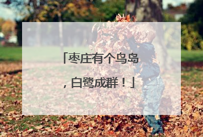 枣庄有个鸟岛，白鹭成群！
