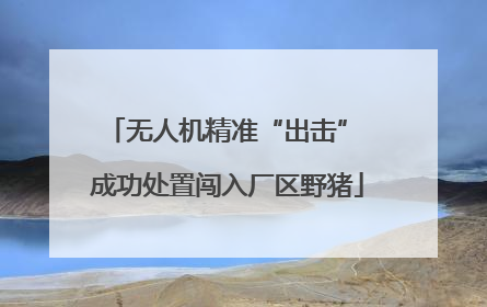 无人机精准“出击” 成功处置闯入厂区野猪