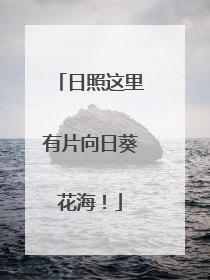 日照这里有片向日葵花海！