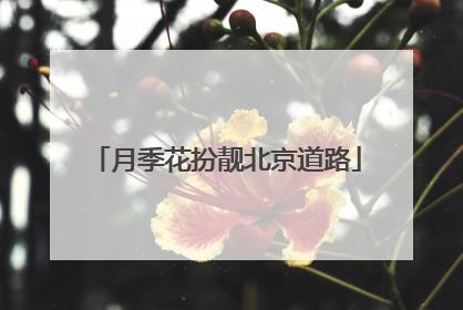 月季花扮靓北京道路
