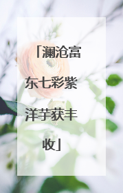 澜沧富东七彩紫洋芋获丰收