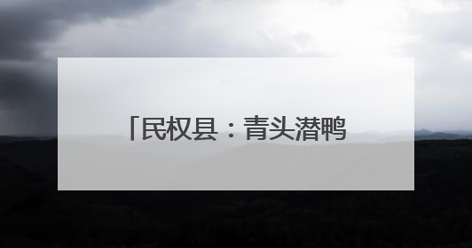 民权县：青头潜鸭迎来繁殖盛景 湿地保护成效显著