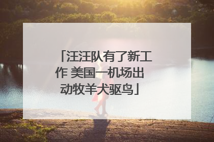 汪汪队有了新工作 美国一机场出动牧羊犬驱鸟