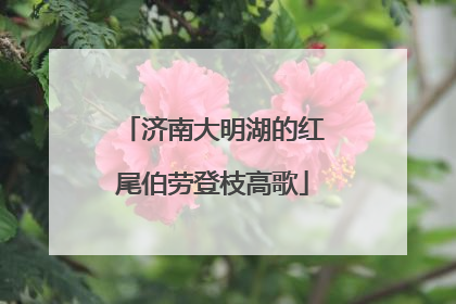 济南大明湖的红尾伯劳登枝高歌
