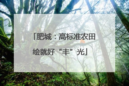 肥城：高标准农田绘就好“丰”光
