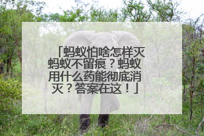 蚂蚁怕啥怎样灭蚂蚁不留痕？蚂蚁用什么药能彻底消灭？答案在这！