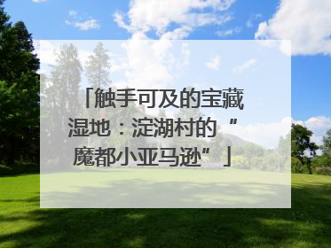 触手可及的宝藏湿地：淀湖村的“魔都小亚马逊”