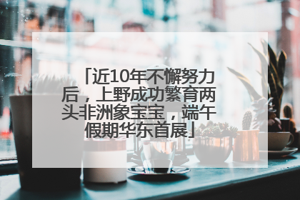 近10年不懈努力后，上野成功繁育两头非洲象宝宝，端午假期华东首展