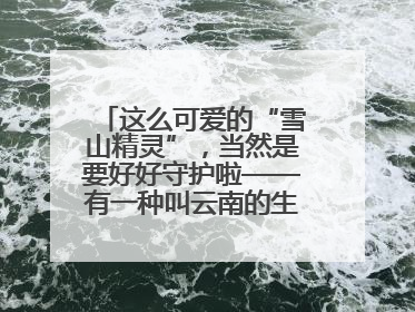 这么可爱的“雪山精灵”，当然是要好好守护啦——有一种叫云南的生活之365天