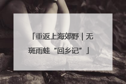 重返上海郊野｜无斑雨蛙“回乡记”