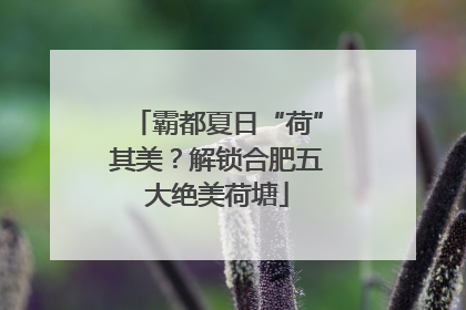 霸都夏日“荷”其美？解锁合肥五大绝美荷塘