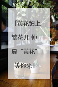 黄花镇上繁花开 仲夏“黄花”等你来